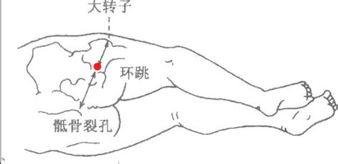 環跳位置|環跳穴位置在哪？一篇文搞懂環跳穴功效、痠痛原因與。